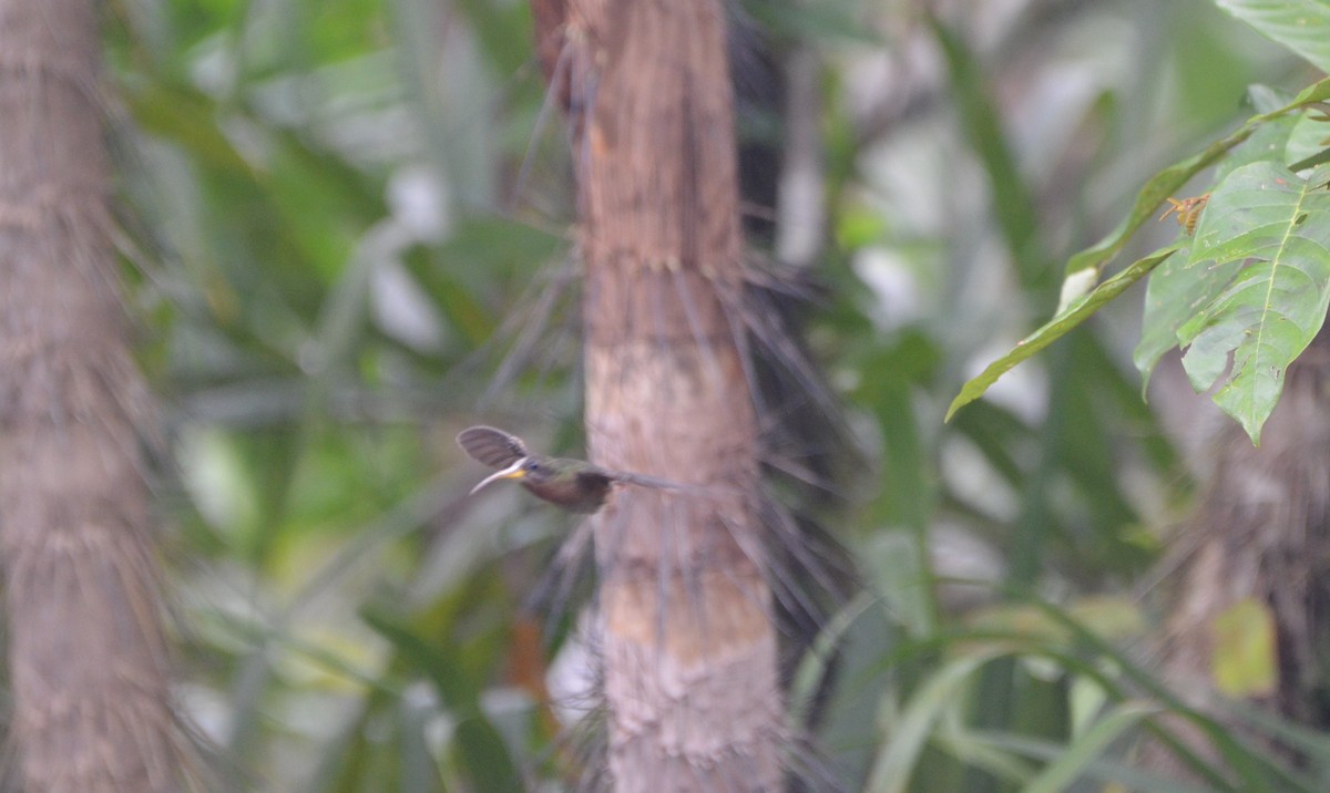 Rufous-breasted Hermit - Ana Vanegas