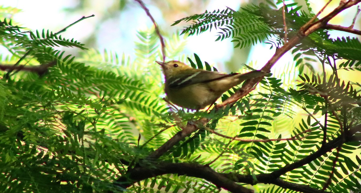 Tennessee Warbler - ML606640031