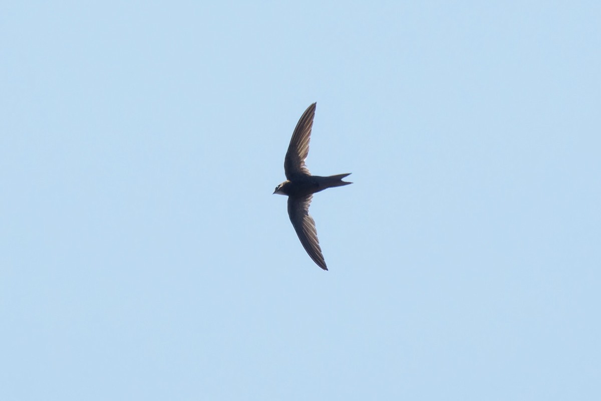 Pallid Swift - ML606640071