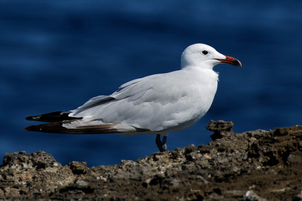 Audouin's Gull - ML606640171