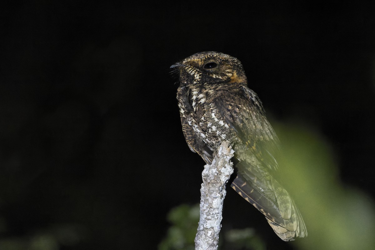 Yucatan Nightjar - ML606641701