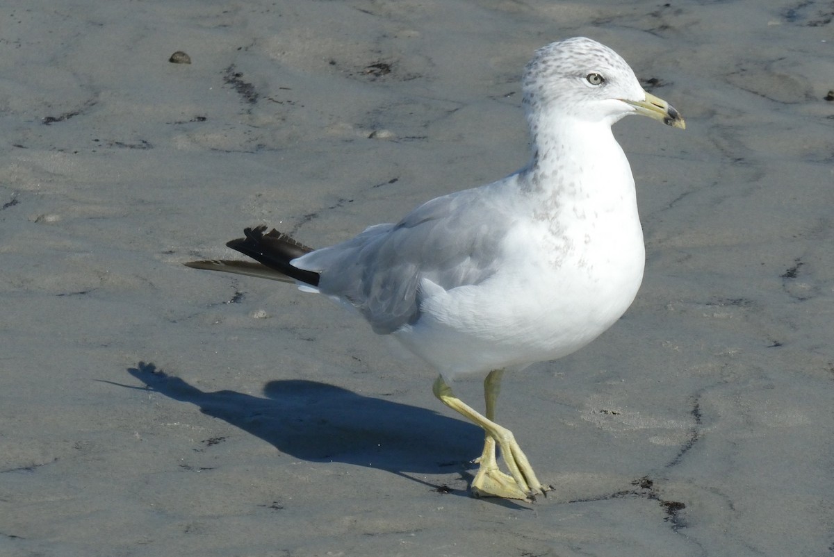 Ring-billed Gull - ML606642411