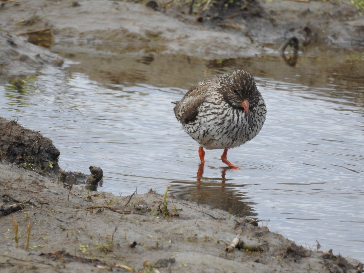 Common Redshank - ML60664301