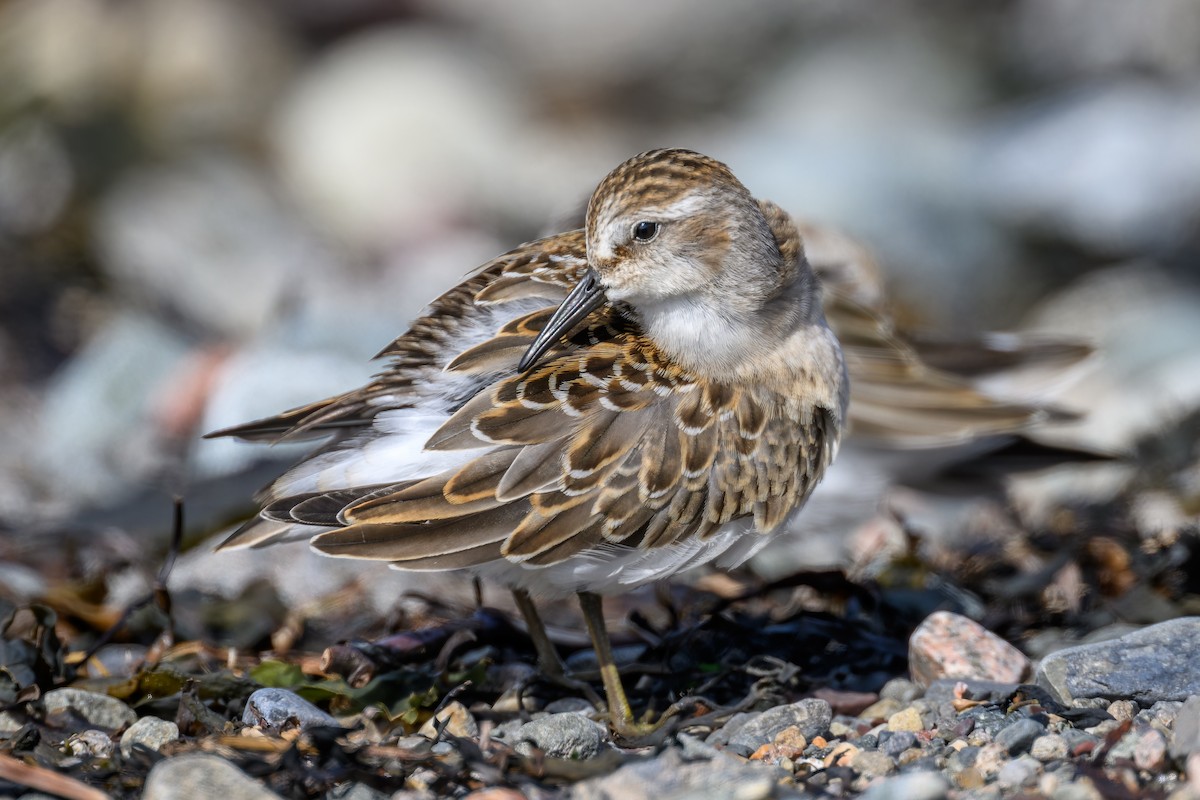 Least Sandpiper - Simon Villeneuve