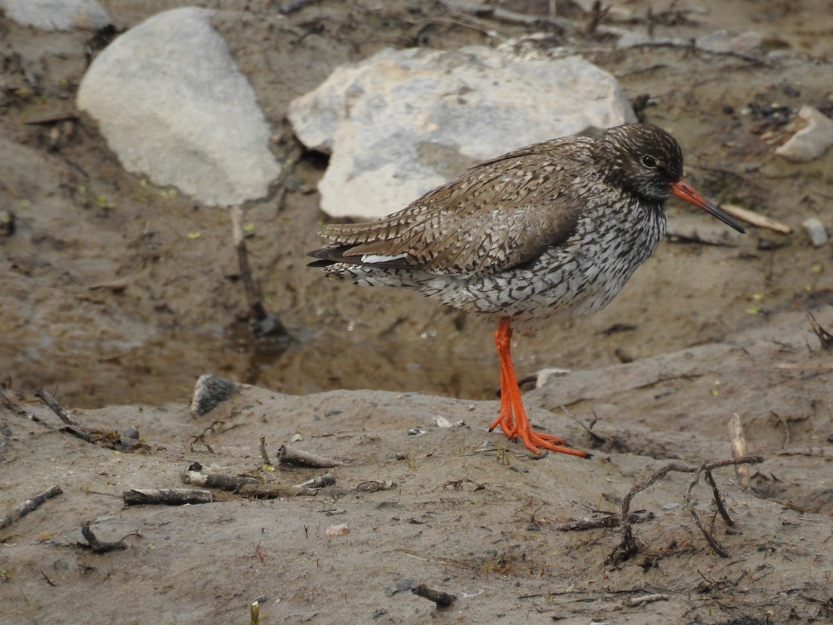 Common Redshank - Ashwin Viswanathan