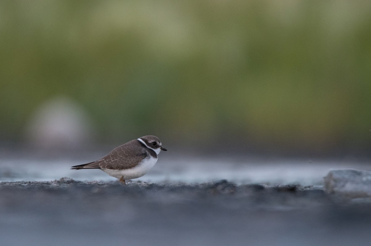 Semipalmated Plover - ML606643141