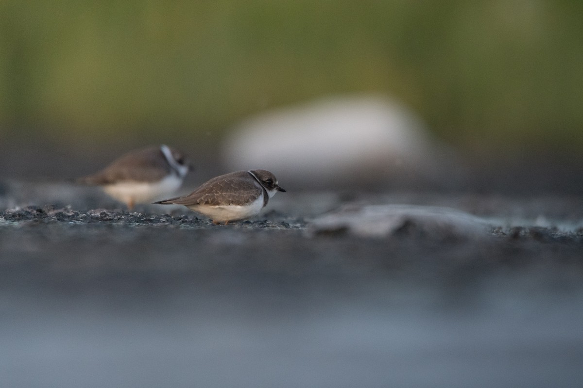 Semipalmated Plover - ML606643151