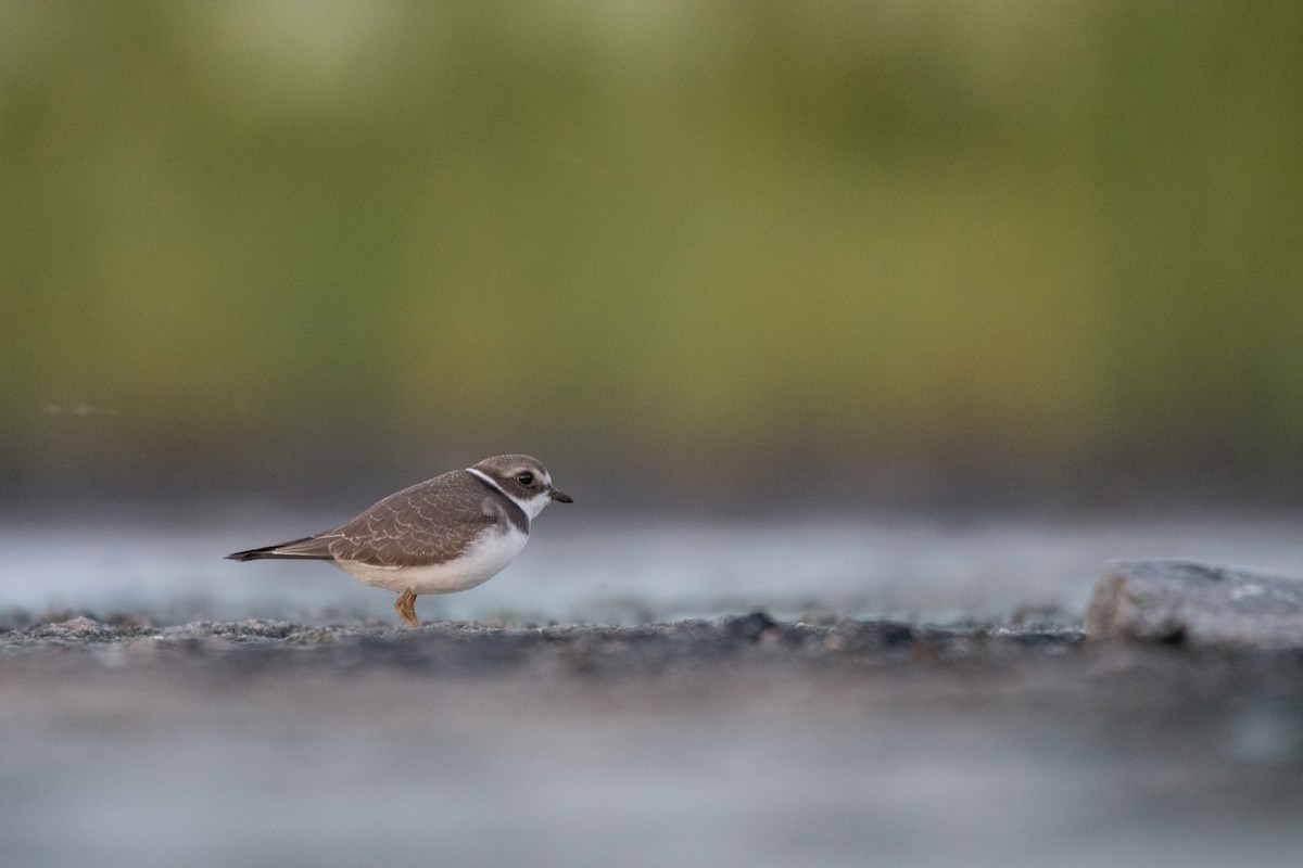 Semipalmated Plover - ML606643161