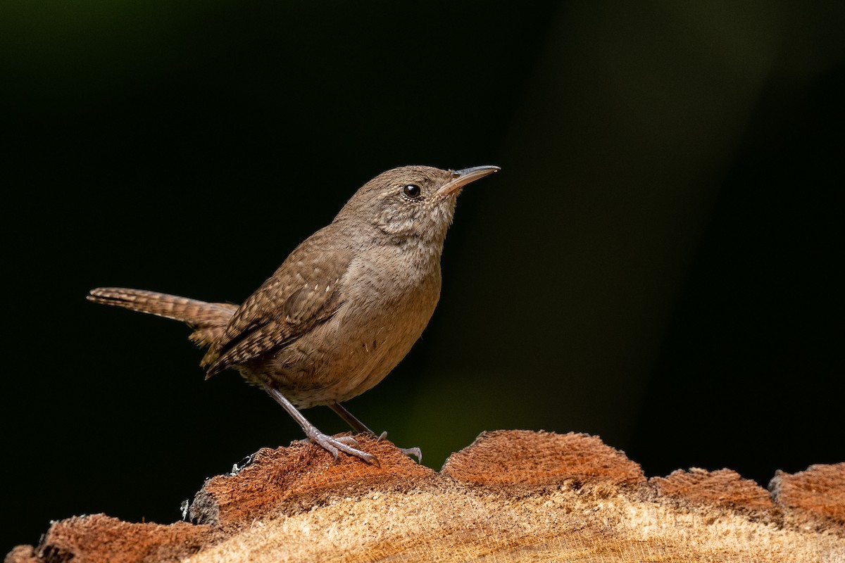 House Wren - Drew Miller