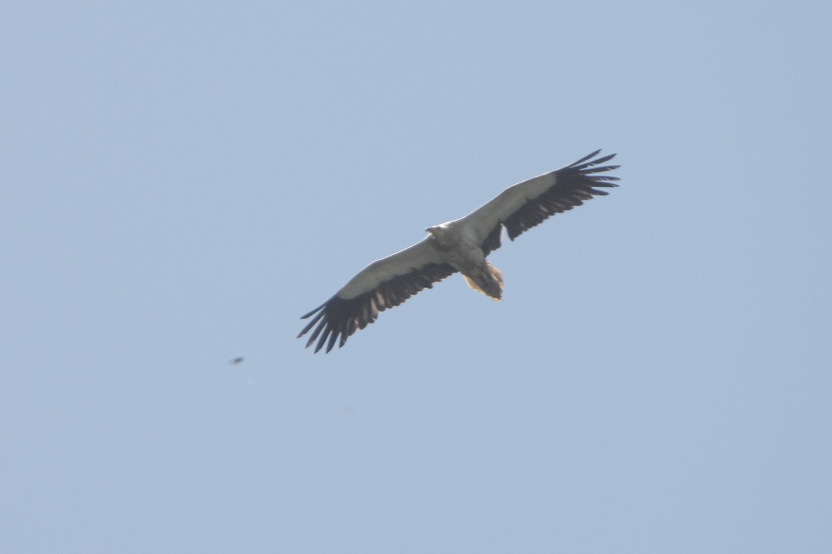 Egyptian Vulture - ML606643901