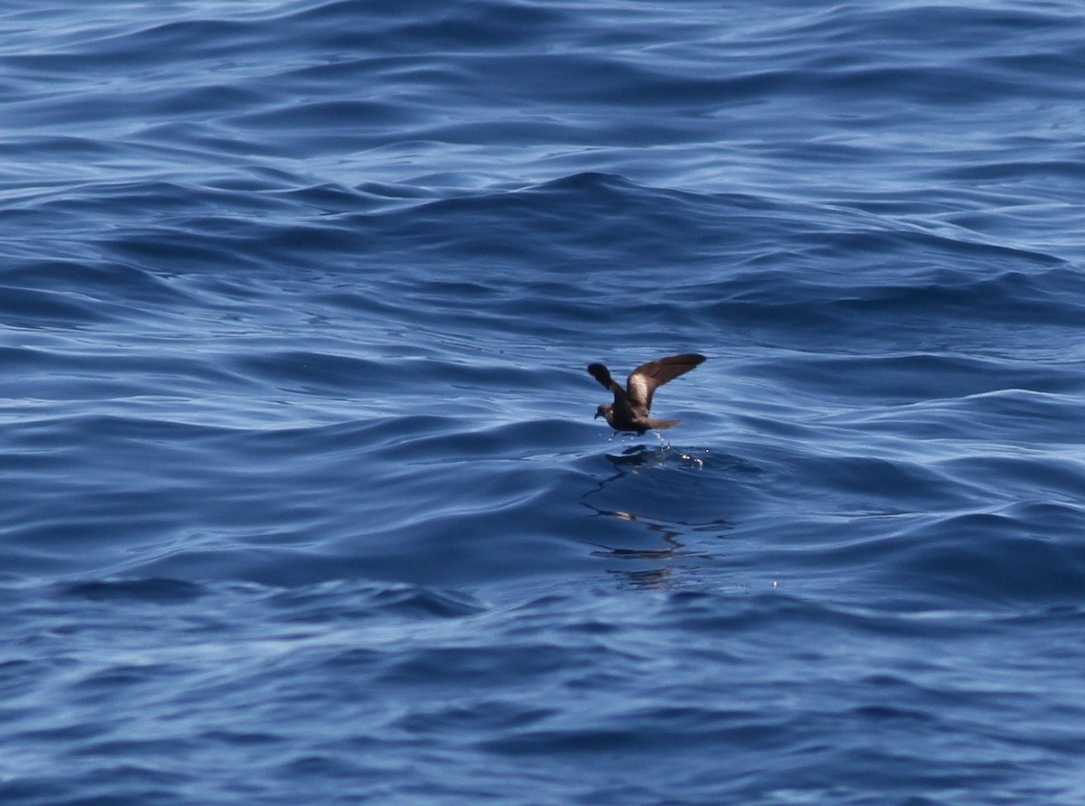 Swinhoe's Storm-Petrel - ML60664391