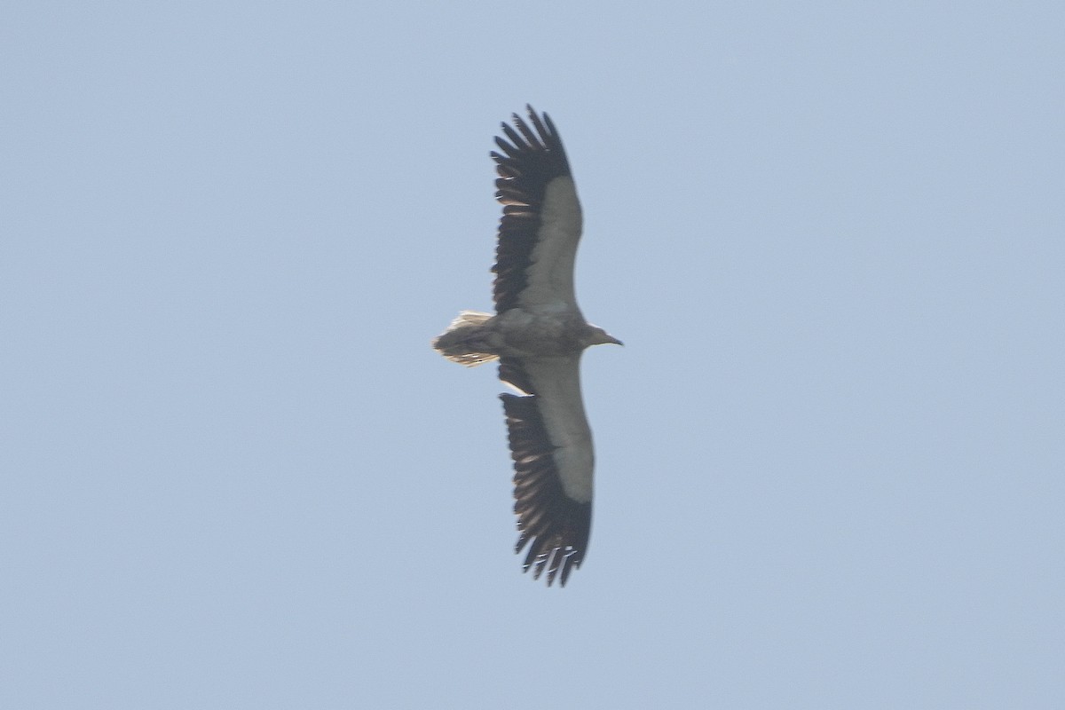 Egyptian Vulture - ML606643911