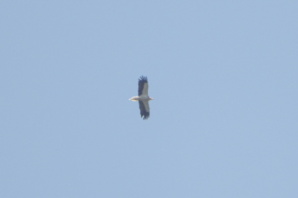 Egyptian Vulture - ML606643941