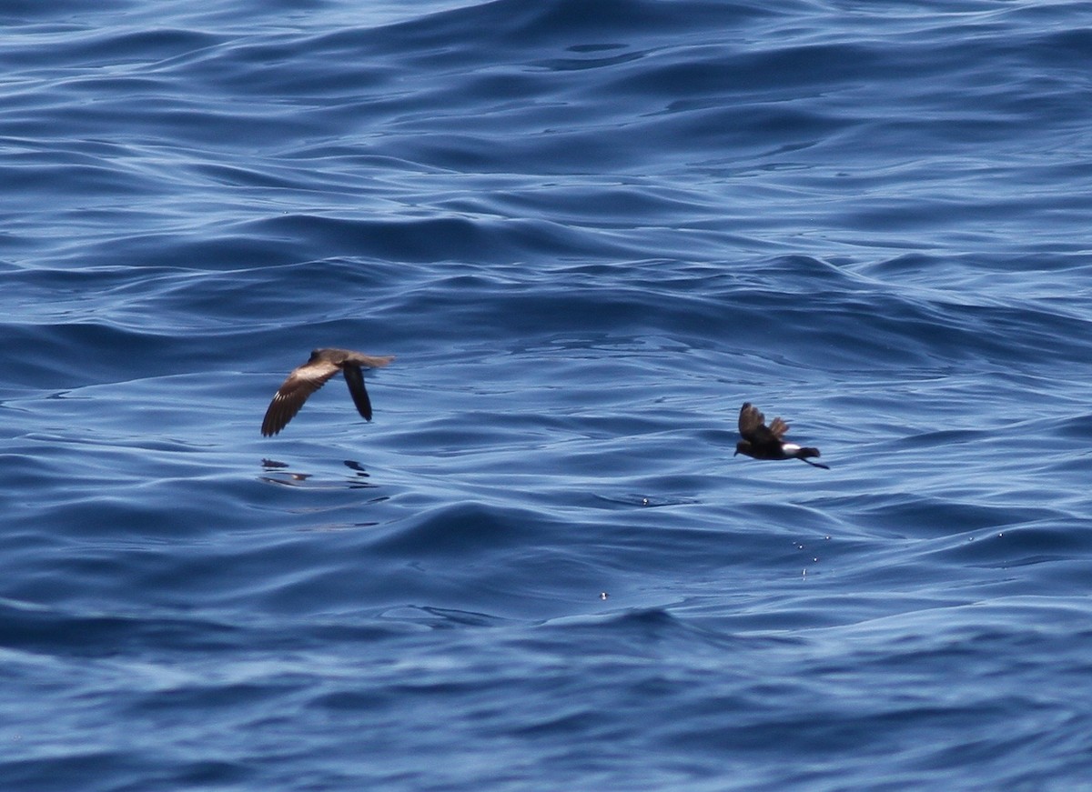 Swinhoe's Storm-Petrel - ML60664401