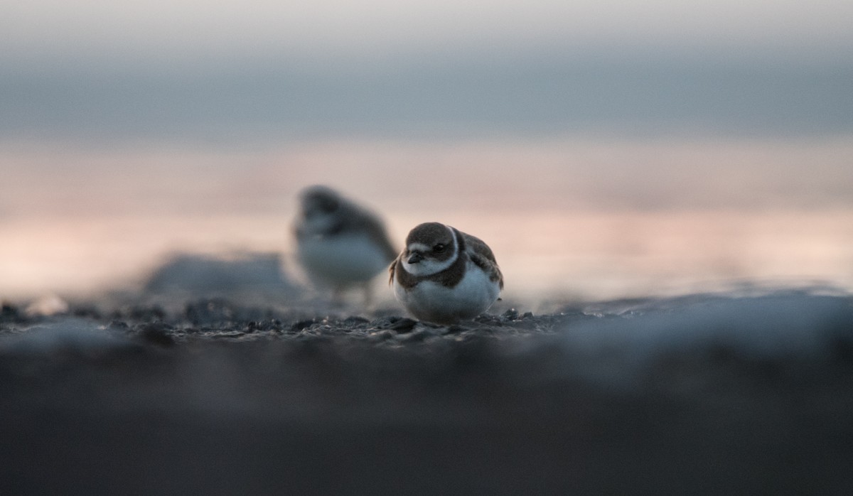 Semipalmated Plover - ML606644311