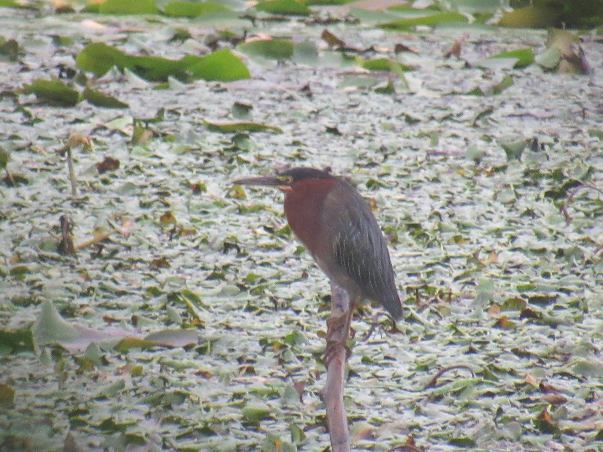 Green Heron - ML606644761