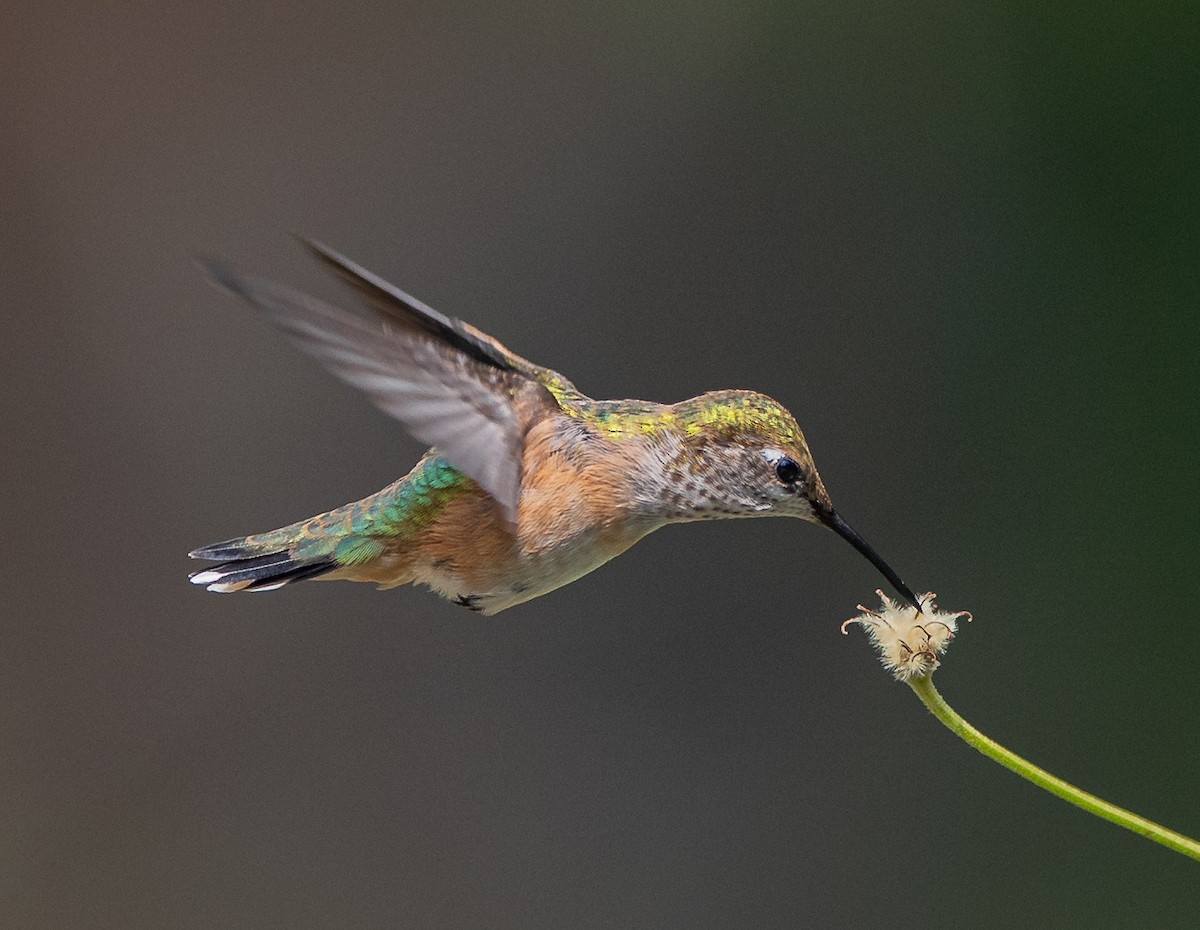 Calliope Hummingbird - ML606645231