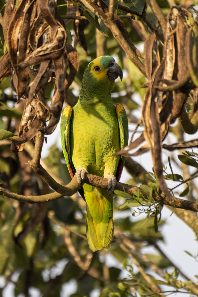 Turquoise-fronted Parrot - ML606645271