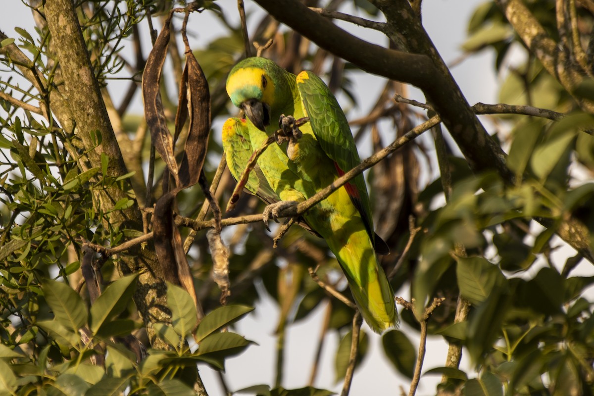 Turquoise-fronted Parrot - ML606645281