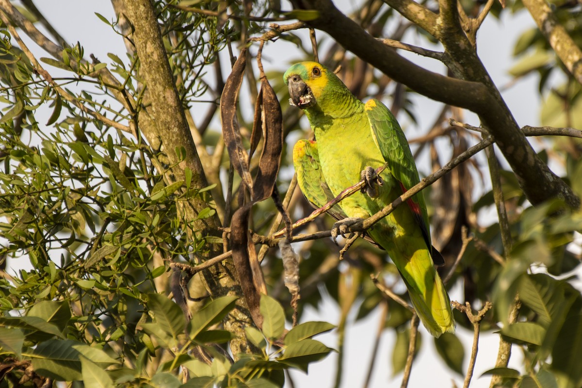 Turquoise-fronted Parrot - ML606645311