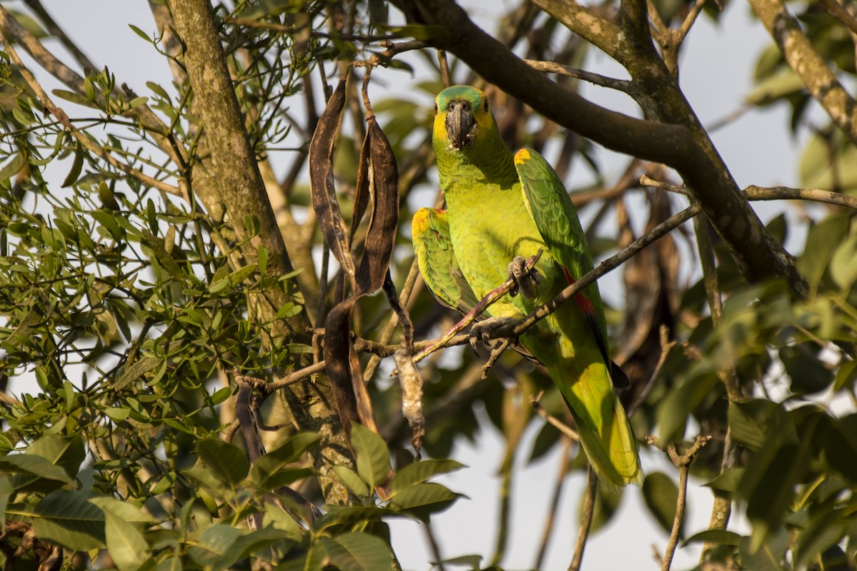 Turquoise-fronted Parrot - ML606645321