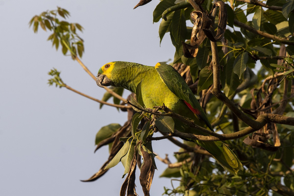 Turquoise-fronted Parrot - ML606645331