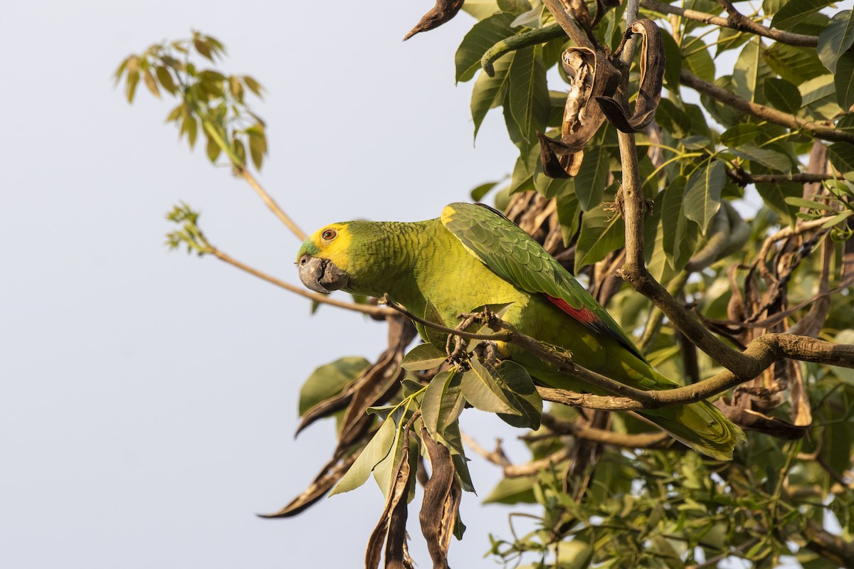 Turquoise-fronted Parrot - ML606645341
