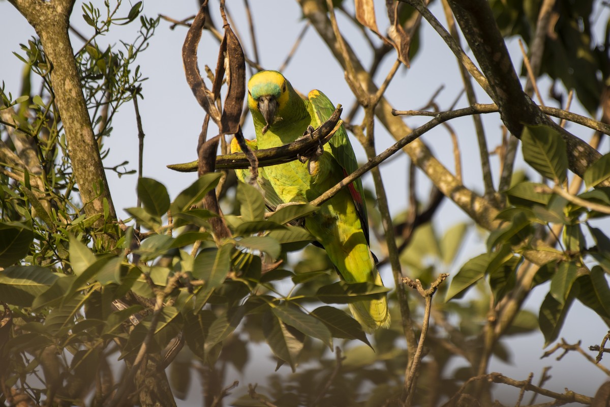 Turquoise-fronted Parrot - Luiz Carlos Ramassotti