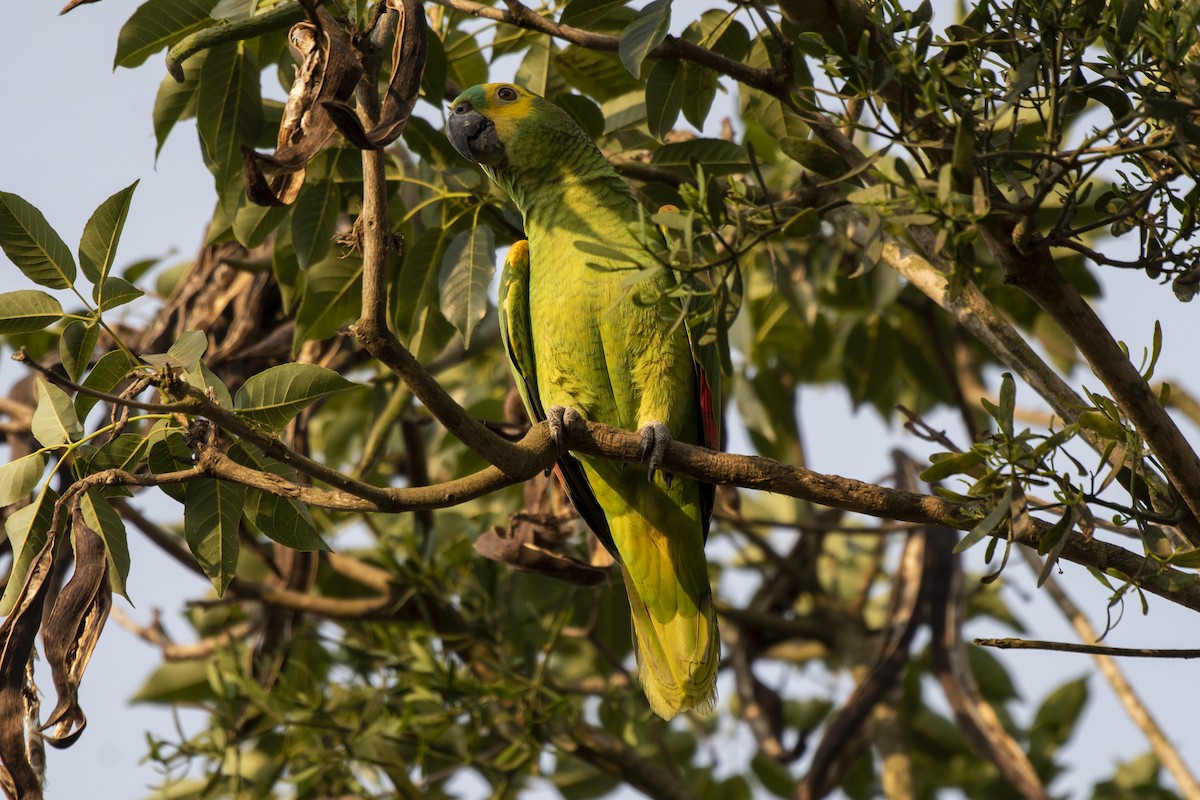 Turquoise-fronted Parrot - ML606645371