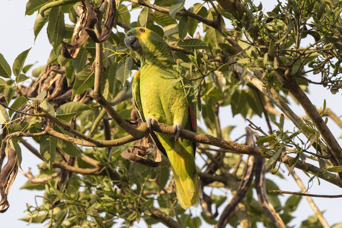 Turquoise-fronted Parrot - ML606645381