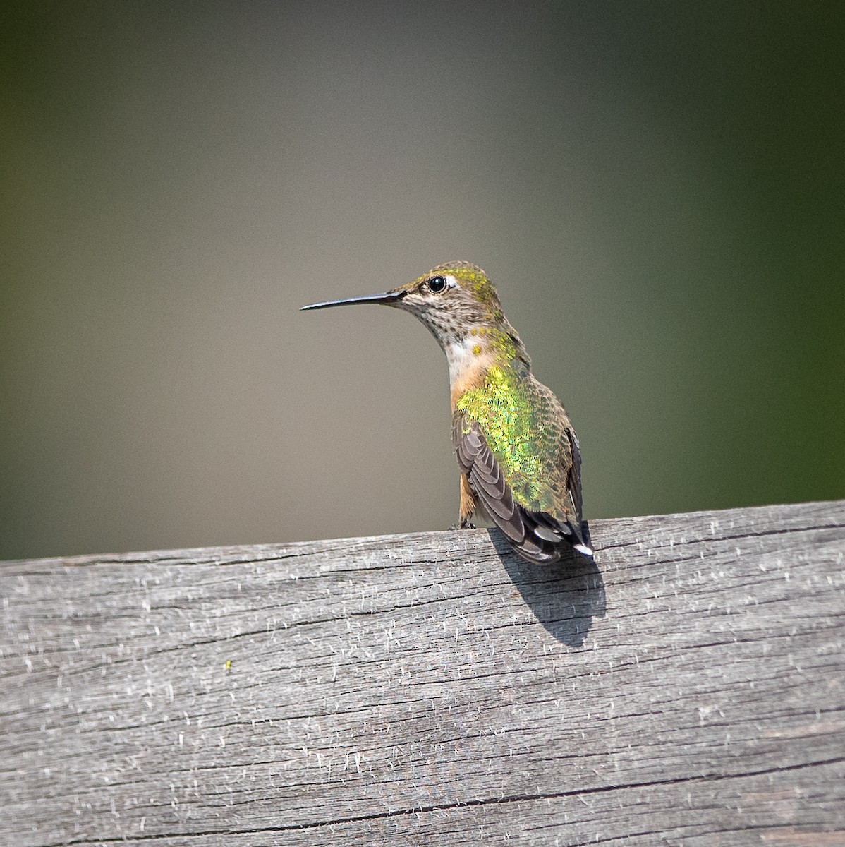 Calliope Hummingbird - ML606645761