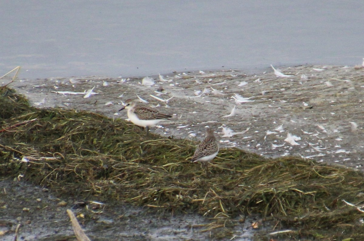 Semipalmated Sandpiper - ML606647591