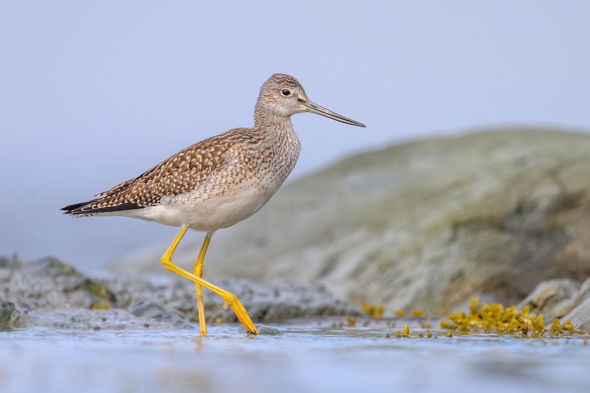 Greater Yellowlegs - ML606648161