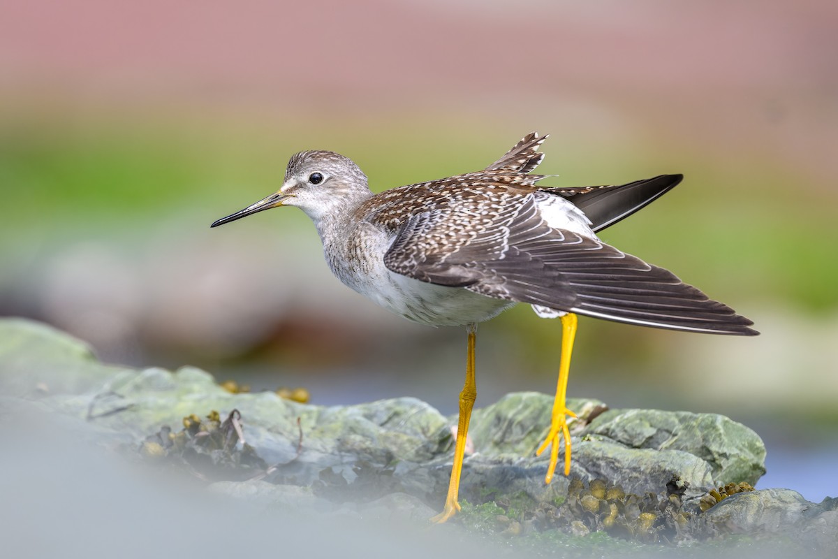 Lesser Yellowlegs - ML606648181