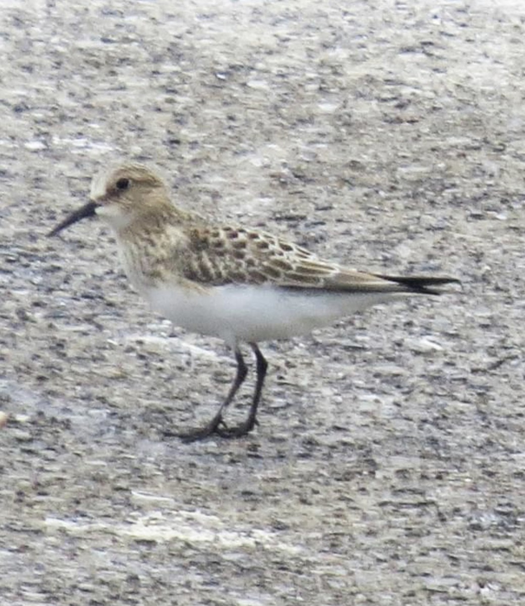 Baird's Sandpiper - ML606648431