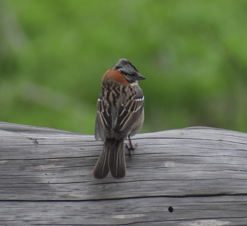 Rufous-collared Sparrow - ML606649351
