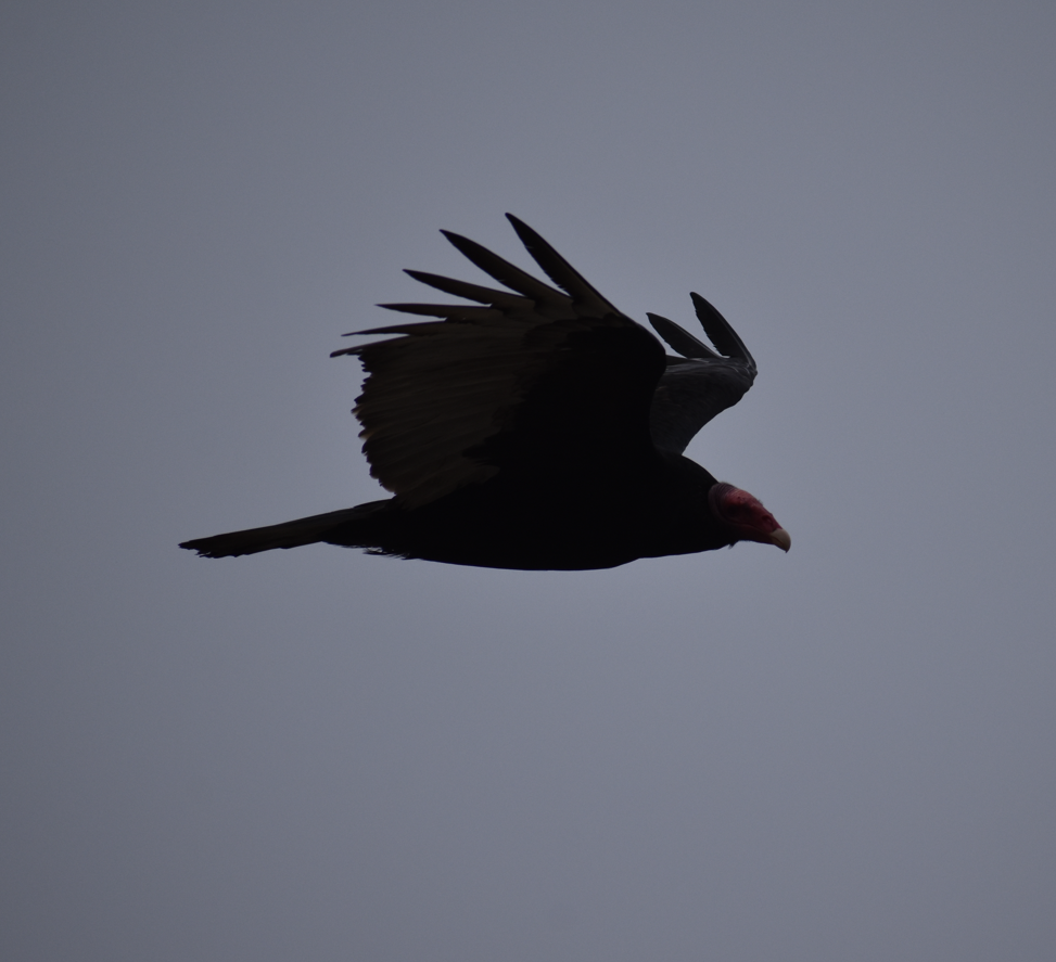 Turkey Vulture - ML606650541