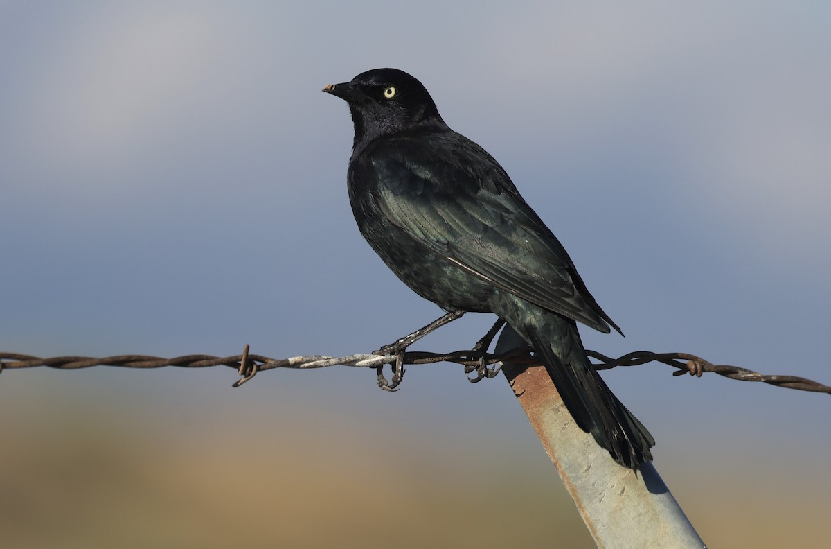 Brewer's Blackbird - ML606651261