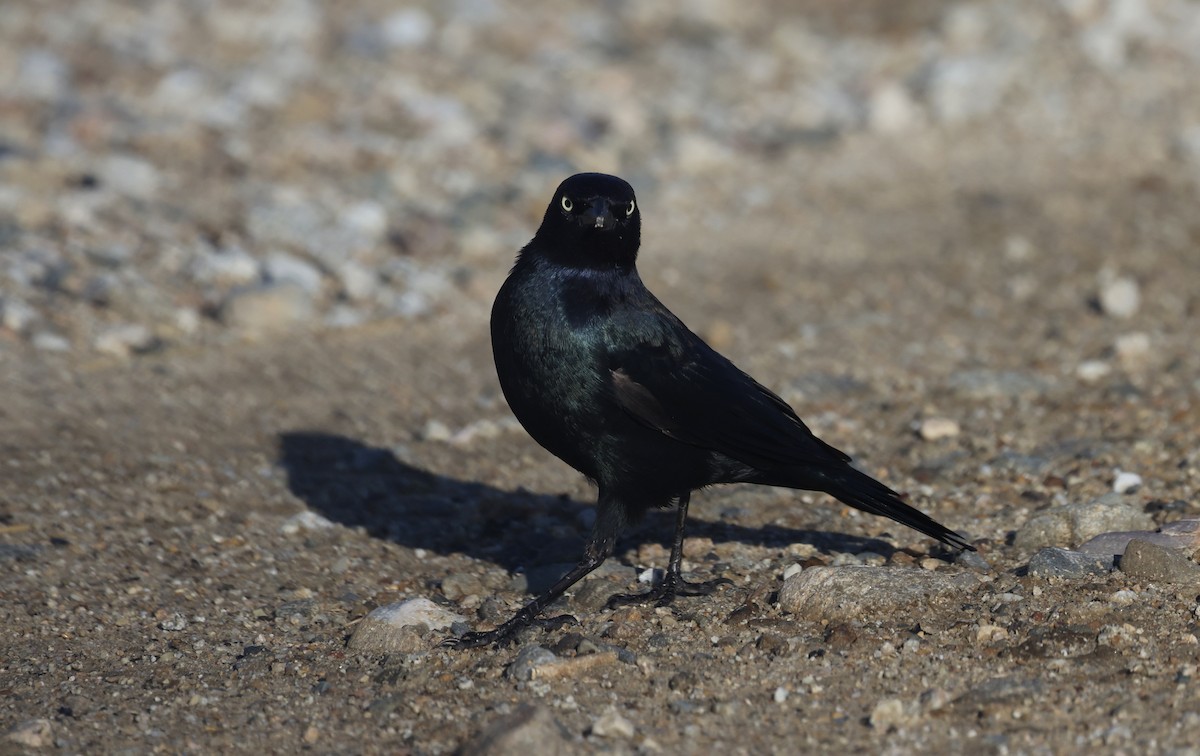 Brewer's Blackbird - ML606651271