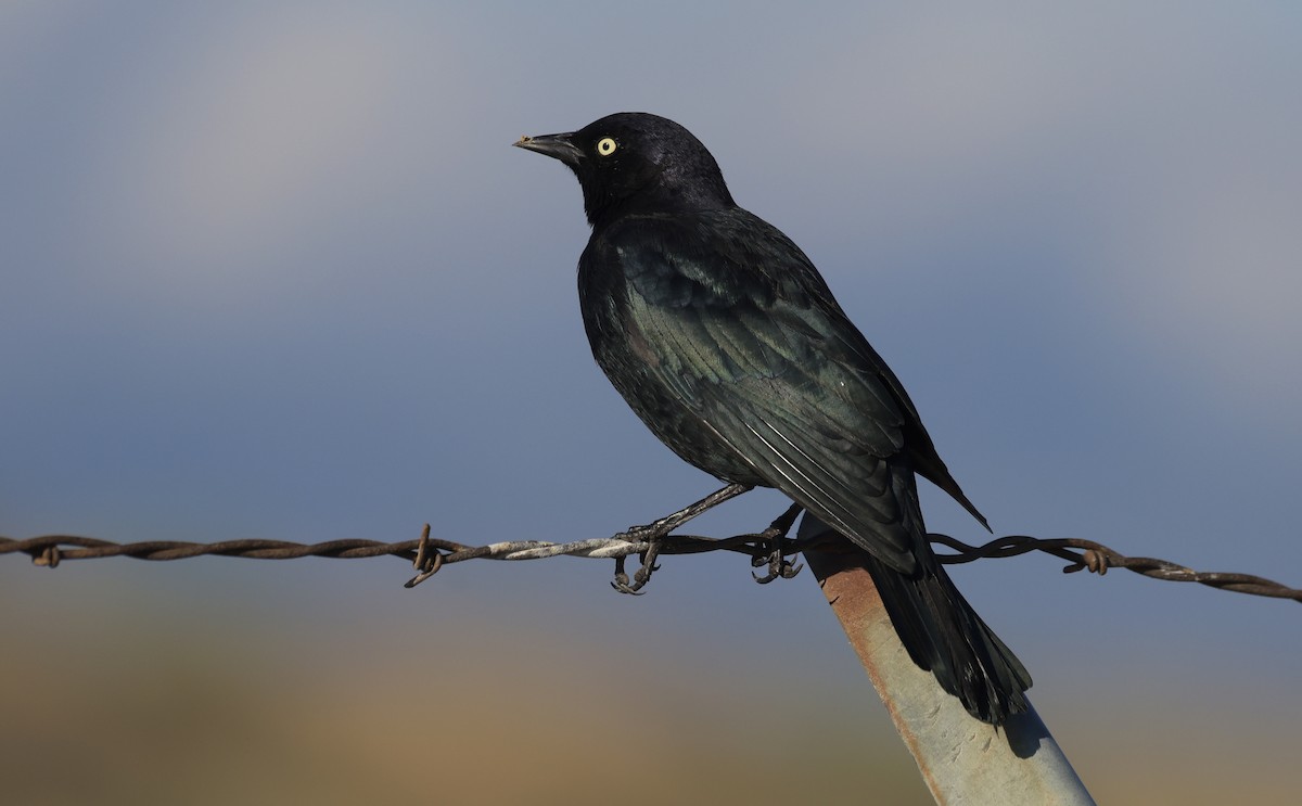 Brewer's Blackbird - ML606651331