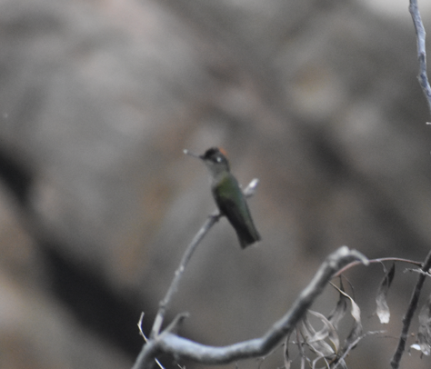 Green-backed Firecrown - ML606651651