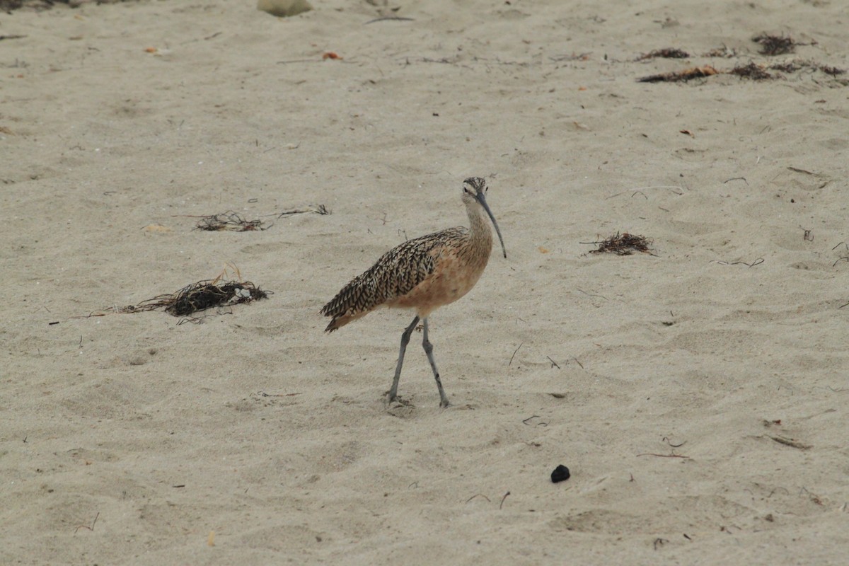 Whimbrel - ML606651921