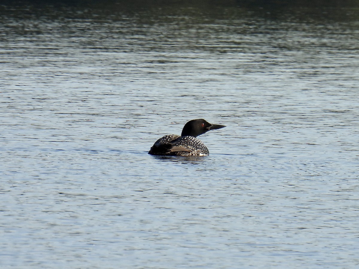 Common Loon - ML606652201