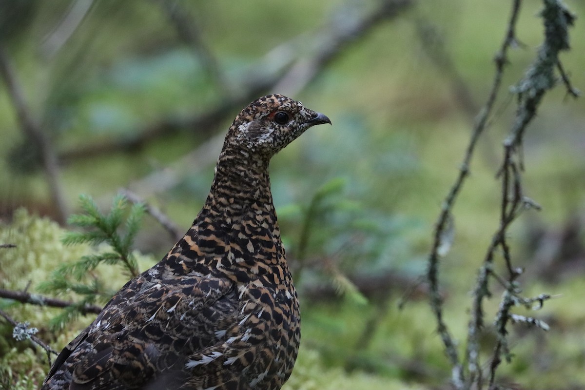 Spruce Grouse - ML606652791