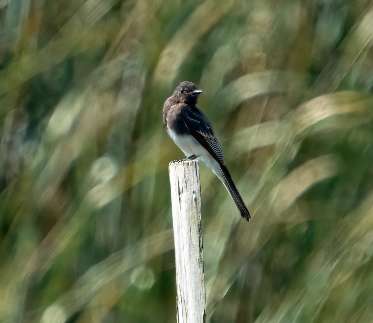 Black Phoebe - ML606652951