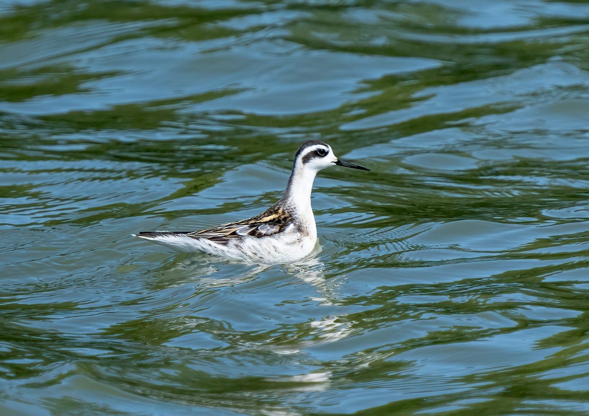 Red-necked Phalarope - ML606653041