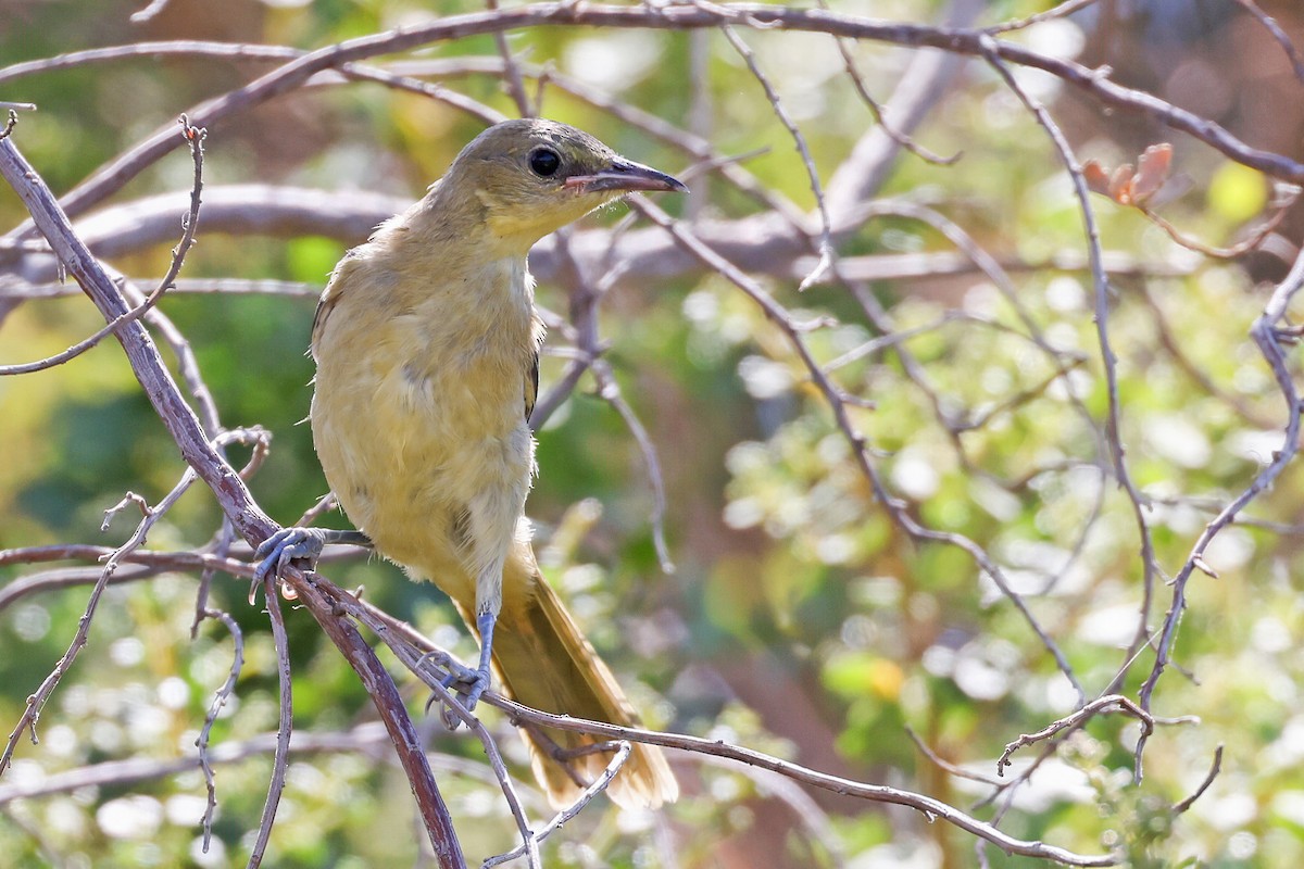 Hooded Oriole - ML606653101