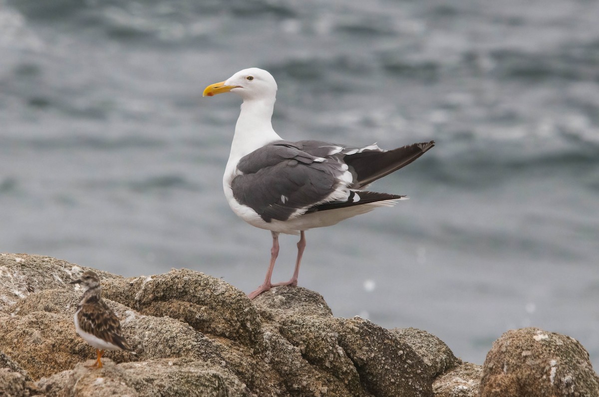 Western Gull - ML606653321