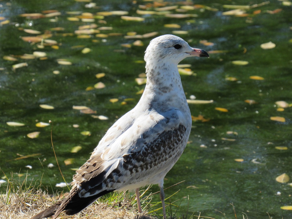 Ring-billed Gull - Jackson  Rudkin