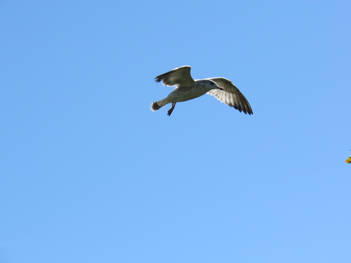 Ring-billed Gull - Jackson  Rudkin